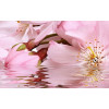 Плитка Belleza 40x25 Букет Декоративный массив розовый 07-00-5-09-01-41-664 глянцевая