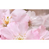 Плитка Belleza 40x25 Букет Декоративный массив розовый 07-00-5-09-01-41-663 глянцевая