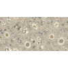 Плитка Argenta XS Kenzo Spring Sand 60x120