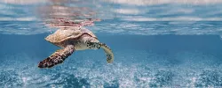 Плитка настенная Ceradim 50x20 декор Turtle Ocean глянцевая глазурованная