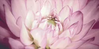 Плитка настенная Ceramika Paradyz 60x30 декор mocca durst kwiaty В Sorenta глянцевая глазурованная